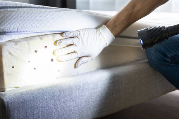 Wasp Removal Services in Moreland, ID