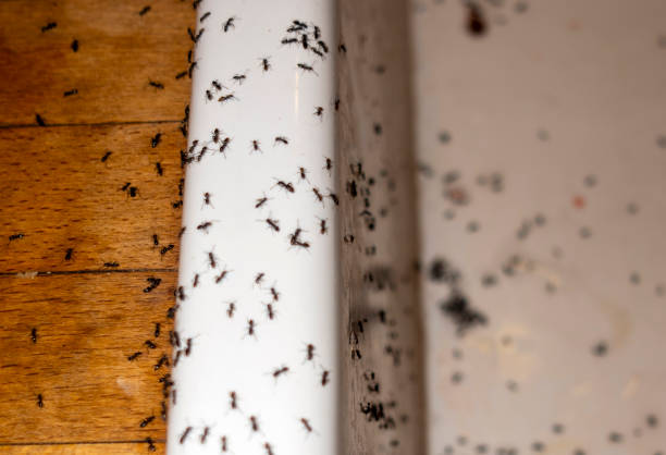 Best Mosquito Control Services  in Moreland, ID